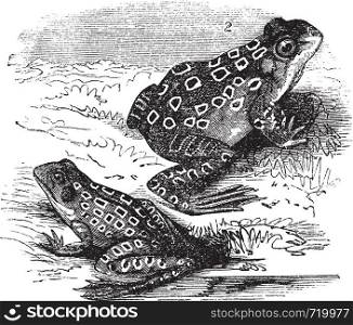1.Shad frog (Rana halecina) 2. Pickerel frog (Rana palustris) vintage engraving. Old engraved illustration of Shad frog and Pickerel frog.