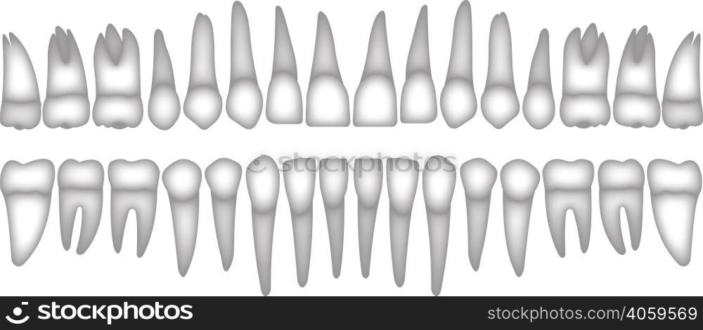 3D human teeth isometric vector icons set. Dental implant vector flat isometric illustration, Human tooth isolated on white.. 3d dentition
