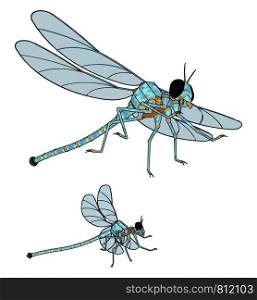 3D model of dragonfly, illustration, vector on white background.