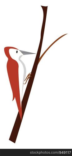 A beautiful maroon wood pecker, vector, color drawing or illustration.