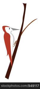 A beautiful maroon wood pecker, vector, color drawing or illustration.
