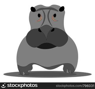 A big gray hippopotamus, looking straight, with black nose and mouth, vector, color drawing or illustration.