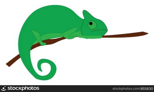 A big green chameleon vector or color illustration