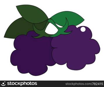 A blackberry with leaves, vector, color drawing or illustration.