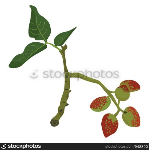 A branch of the pistachio tree bearing red fruits and flat leaves with parallel venation set isolated on white background, vector, color drawing or illustration.