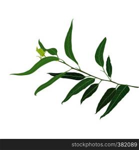 A brunch of Eucalyptus vector illustration