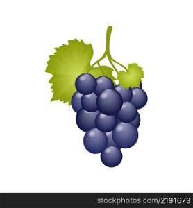 A bunch of juicy grapes with a leaf isolated on a white background. A grape berry on a branch, a vine. Vector cartoon drawing of dietary fruits and vegan food. Fruit store and wine making.
