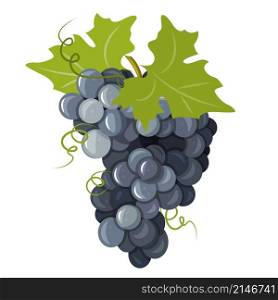 A bunch of ripe black grapes. Winemaking. Vector