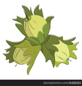 A bunch of three hazelnut which are pale green in colour , vector, color drawing or illustration.