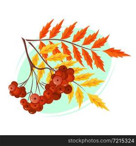 A colorful rowan branch. The concept of autumn. Seasonal vector illustration.
