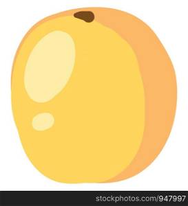 A flat apricot in yellow colour in round shape which is ripen , vector, color drawing or illustration.