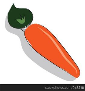 A fresh orange carrot, vector, color drawing or illustration.