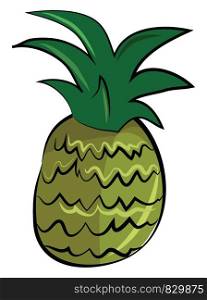 A fresh pineapple fruit vector or color illustration