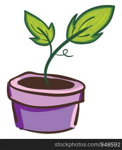 A green plant with leaves in a purple pot, vector, color drawing or illustration.