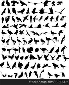A hundred silhouettes of different birds
