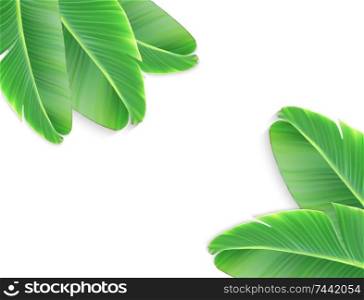 A naturalistic leaf of a banana palm with flower. Vector Illustration. EPS10. A naturalistic leaf of a banana palm with flower. Vector Illustr