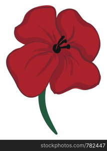 A painting of a red poppy flower with green stem and black pistils., vector, color drawing or illustration.