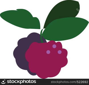 A pair of berries with a bunch of green leaves vector color drawing or illustration