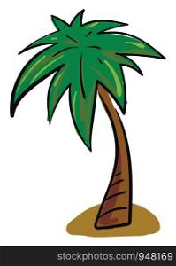 A palm tree having a crown of very long feathered or fan-shaped leaves above the land over a white background, vector, color drawing or illustration.