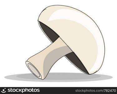 A piece of champignon, vector, color drawing or illustration.
