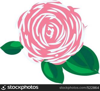 A pink and white rose having green leaves around it vector color drawing or illustration