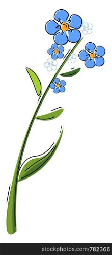 A plant of lot of blue flowers known as forget me not flower vector color drawing or illustration