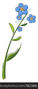 A plant of lot of blue flowers known as forget me not flower vector color drawing or illustration