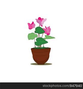 A pot of beautiful cyclamen flowers in pink colour with lot of leaves , vector, color drawing or illustration.