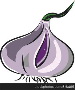 A purple colored bulb with roots onion, vector, color drawing or illustration.