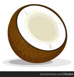 A section of a fresh brown coconut, with thick white meat and juice, vector, color drawing or illustration.