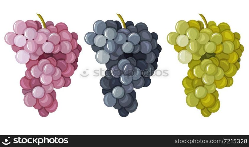 A set of different grape varieties isolated on a white background. A bunch of purple, green, red grapes . Cartoon style. Vector illustration for any design.