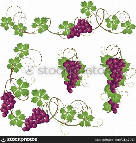 A set of elements from the vine for decoration
