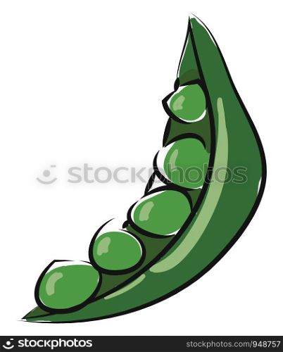 A single open peas which is fresh and green, vector, color drawing or illustration.