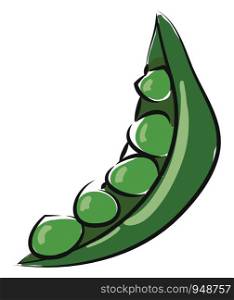 A single open peas which is fresh and green, vector, color drawing or illustration.