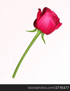 A single red rose on a white background