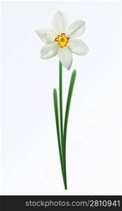 A single spring flower on a white background