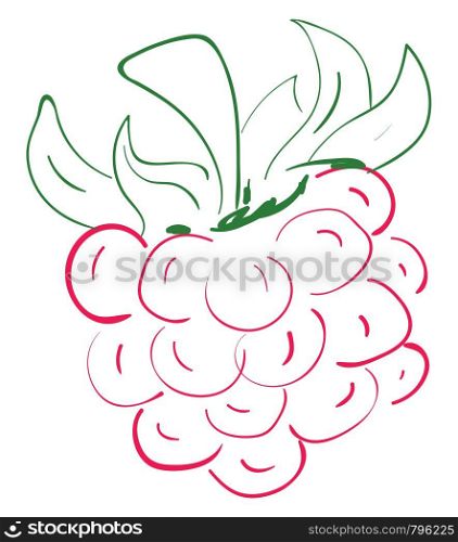 A sketch of a pink raspberry with green leaves, vector, color drawing or illustration.