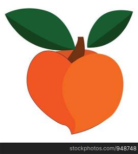 A small and sweet peach in orange color, vector, color drawing or illustration.
