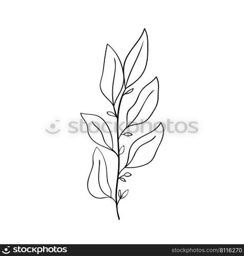 A small herbaceous plant. Leaves and branch of forest herbs. From the collection Herbs and plants of tropical and other forests