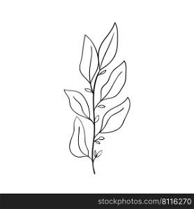 A small herbaceous plant. Leaves and branch of forest herbs. From the collection Herbs and plants of tropical and other forests