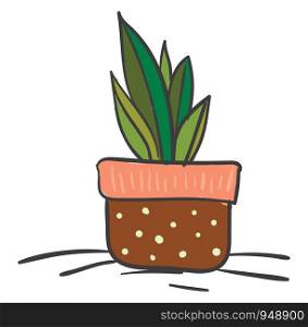 A small saga palm in brown pot, vector, color drawing or illustration.