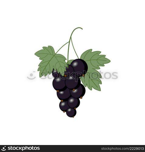 A sprig of currant on a white background. Currant leaf for tea. Vector illustration of berries.