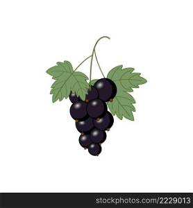A sprig of currant on a white background. Currant leaf for tea. Vector illustration of berries.