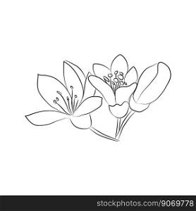 A sprig of neroli, 3 flowers and leaves of oranges or lemons. Linear flowers icon, citrus botany