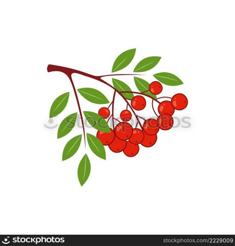 A sprig of red mountain ash isolated on a white background. Vector berry illustration.