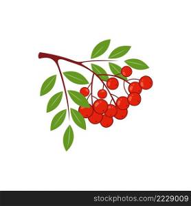 A sprig of red mountain ash isolated on a white background. Vector berry illustration.