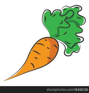 A thick orange carrot with green leaves, vector, color drawing or illustration.