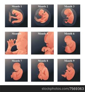 A vector illustration of baby in womb series