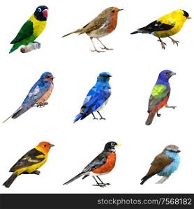A vector illustration of different type of birds