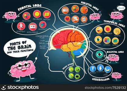 A vector illustration of infographic parts and functions of brain